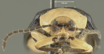 Media type: image;   Entomology 5024 Aspect: head frontal view